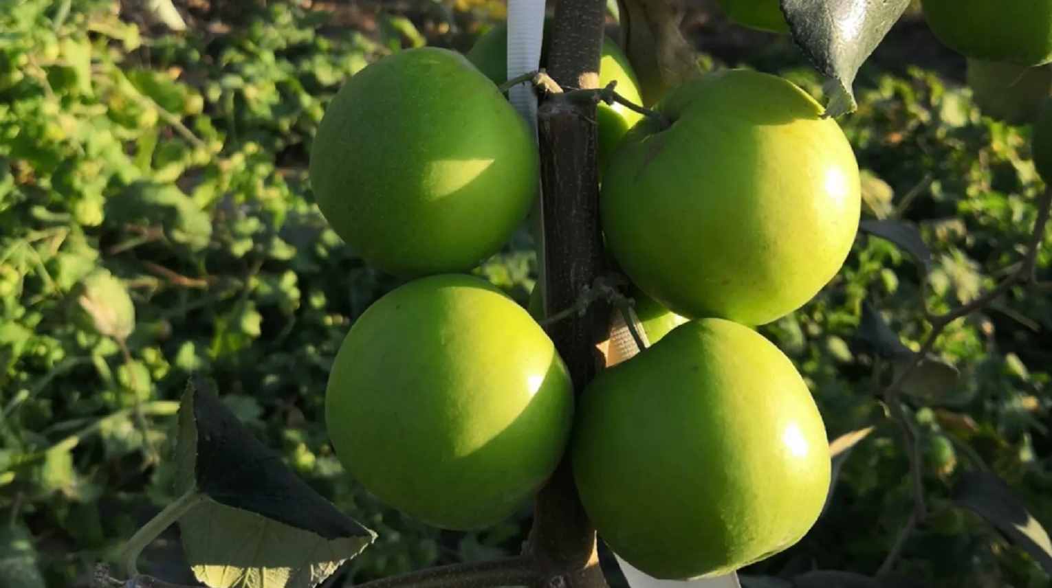 與普通的棗“性情”截然不同，“網(wǎng)紅牛奶棗”少有人知的復(fù)雜背景