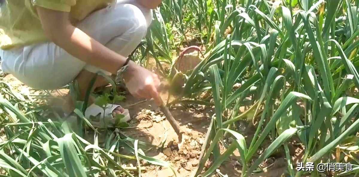 正宗糖醋蒜的腌制方法，又脆又甜超好吃，放上一年都不會壞
