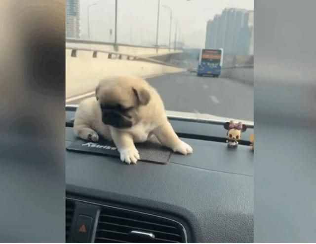 汽車安裝電子狗有利有弊，究竟應(yīng)該禁止還是提倡？