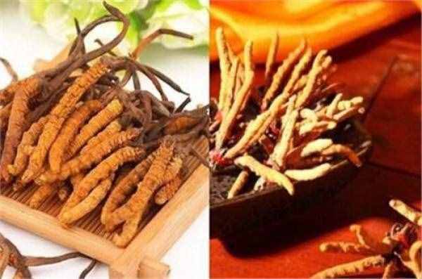冬蟲(chóng)夏草如何食用 你了解這種養(yǎng)生的好東西嗎