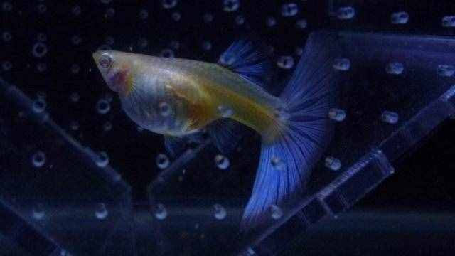 所有的孔雀魚生小魚時(shí)，大魚一定會(huì)把小魚苗吃掉嗎？