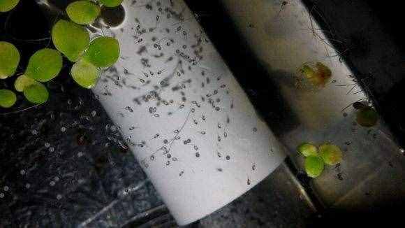 所有的孔雀魚生小魚時(shí)，大魚一定會(huì)把小魚苗吃掉嗎？