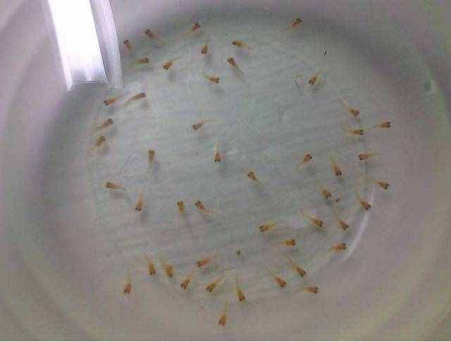 所有的孔雀魚生小魚時(shí)，大魚一定會(huì)把小魚苗吃掉嗎？