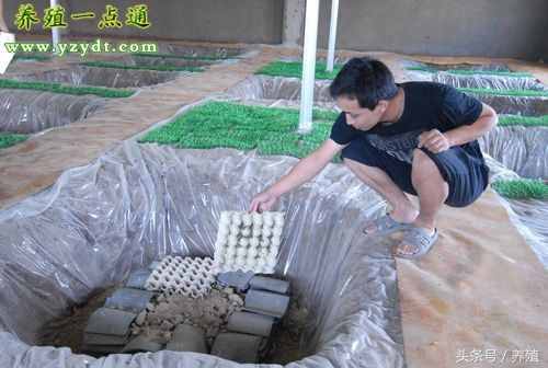 蝎子的生活習(xí)性和食物來(lái)源