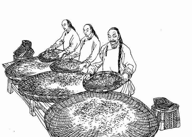 我們常說(shuō)的綠茶，到底是什么？