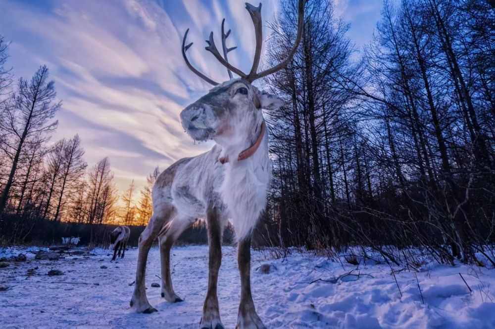 圣誕節(jié)里圣誕老人的“寵物”馴鹿，它是一種什么樣的動物呢？