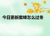 今日更新蜜蜂怎么過冬