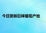 今日更新巨峰葡萄產(chǎn)地