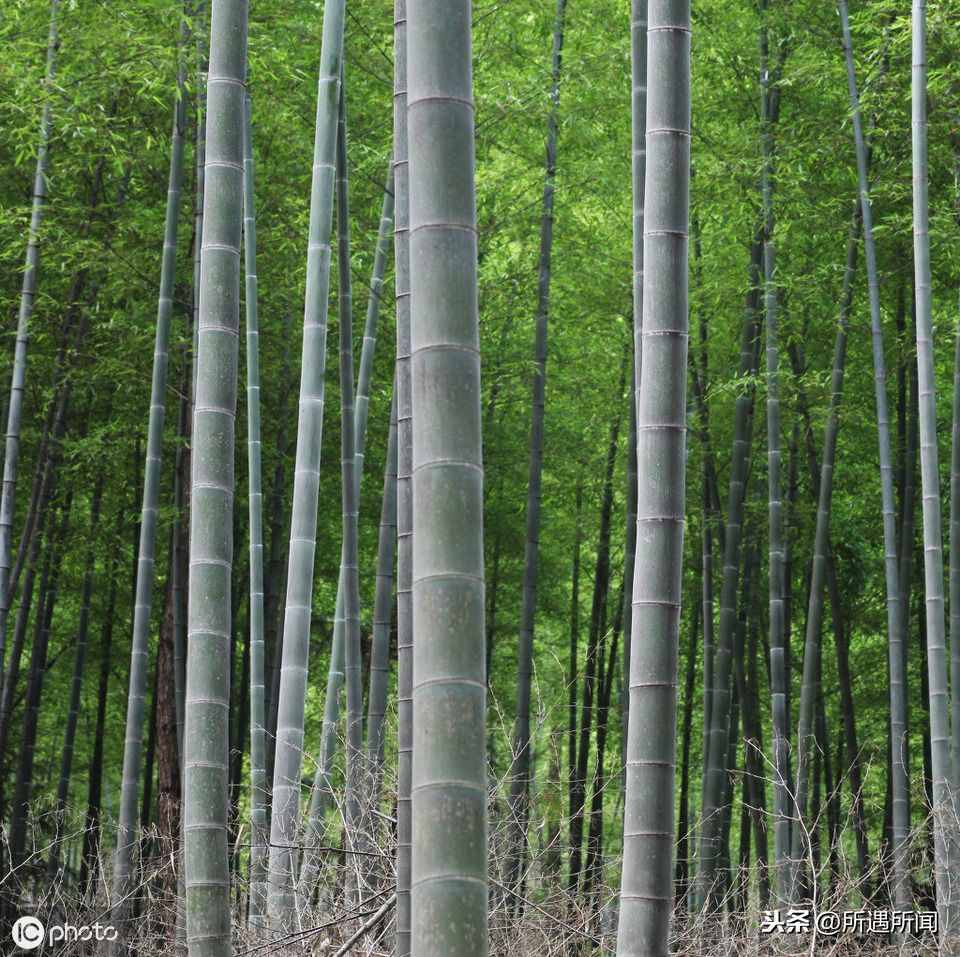 你知道這些竹子的用途嗎？