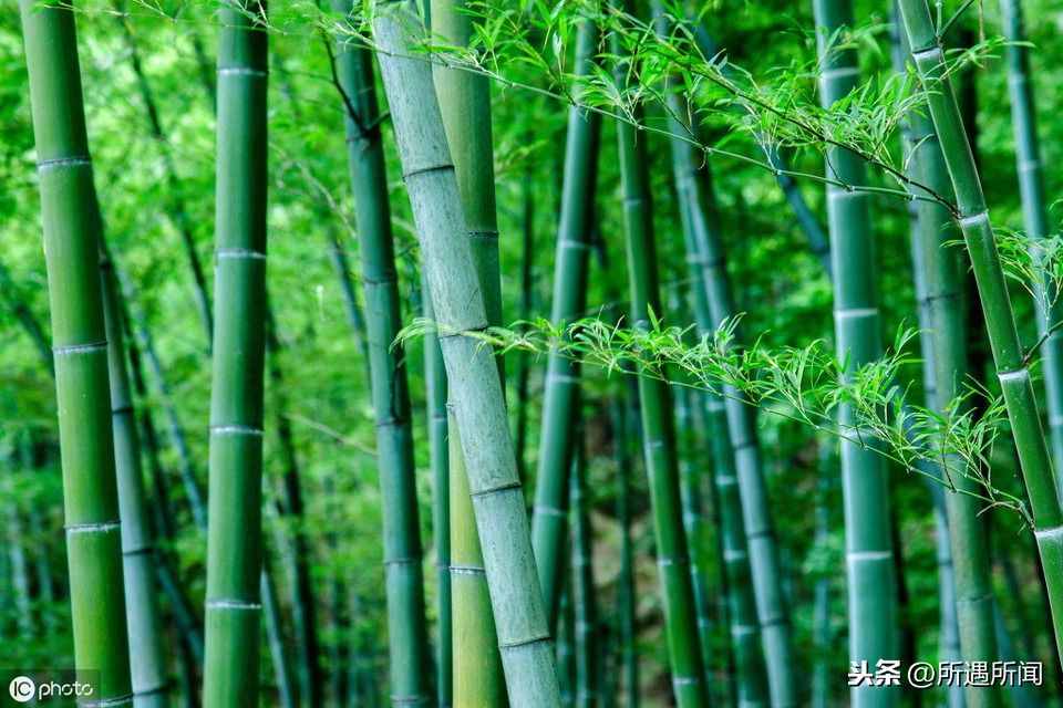 你知道這些竹子的用途嗎？