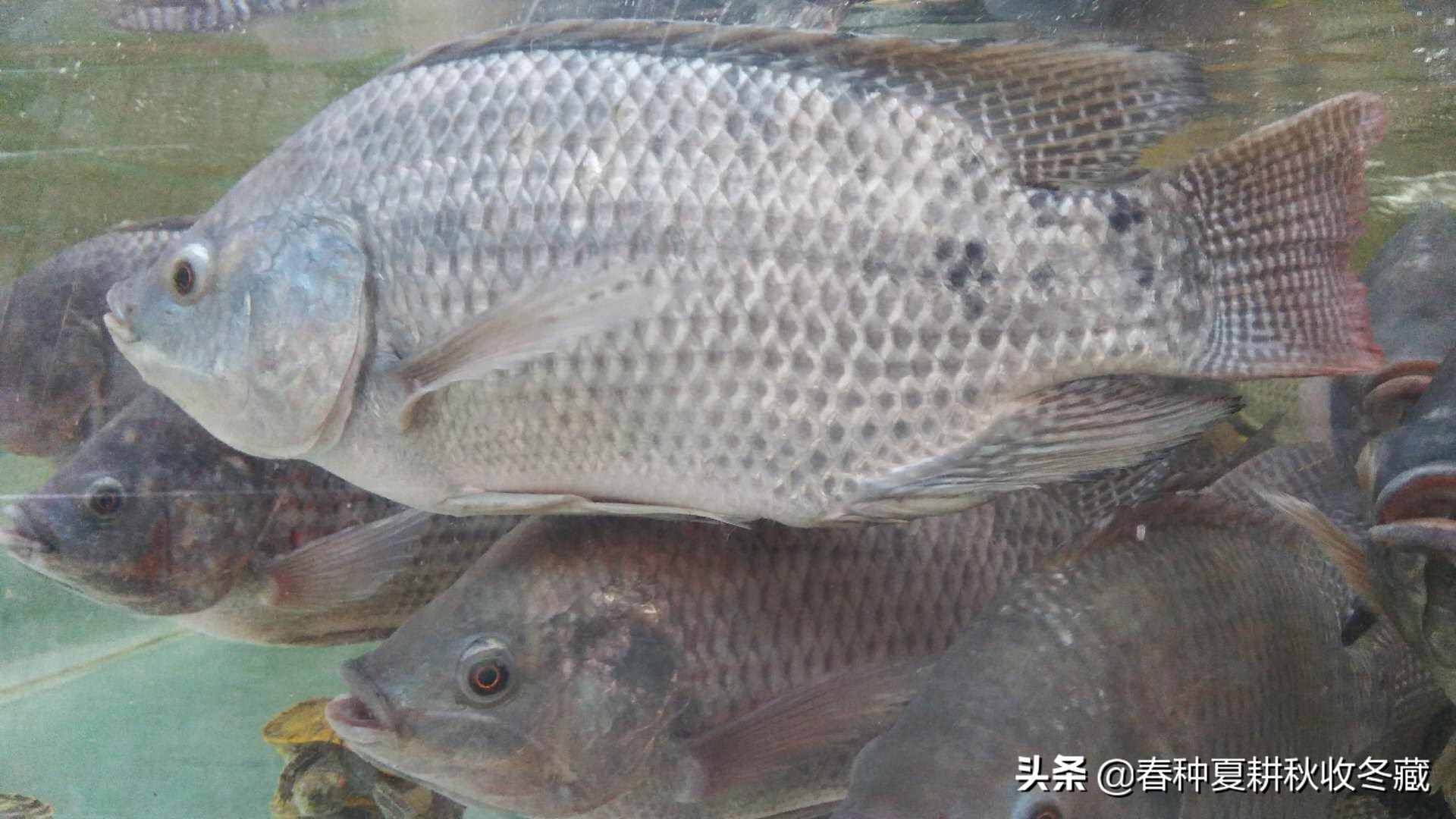 清塘生石灰，消毒漂白粉：水產(chǎn)養(yǎng)殖生石灰、漂白粉應(yīng)該怎么用