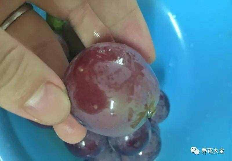 葡萄酒不用買(mǎi)，學(xué)會(huì)這幾招，在家就能自己釀！