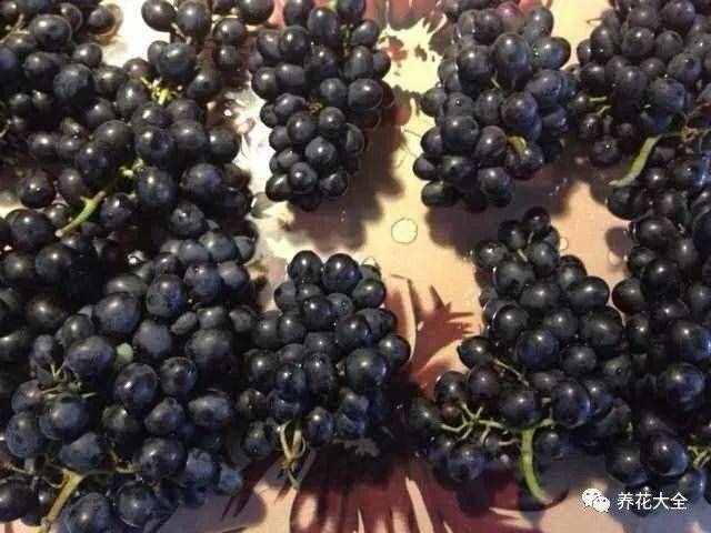 葡萄酒不用買(mǎi)，學(xué)會(huì)這幾招，在家就能自己釀！