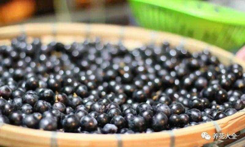 葡萄酒不用買(mǎi)，學(xué)會(huì)這幾招，在家就能自己釀！
