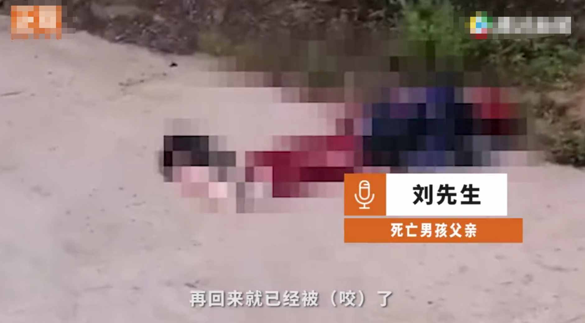 重慶8歲男童遭3只惡犬咬傷身亡！狗主人養(yǎng)犬喂生肉不栓繩，目前惡犬均被捕殺
