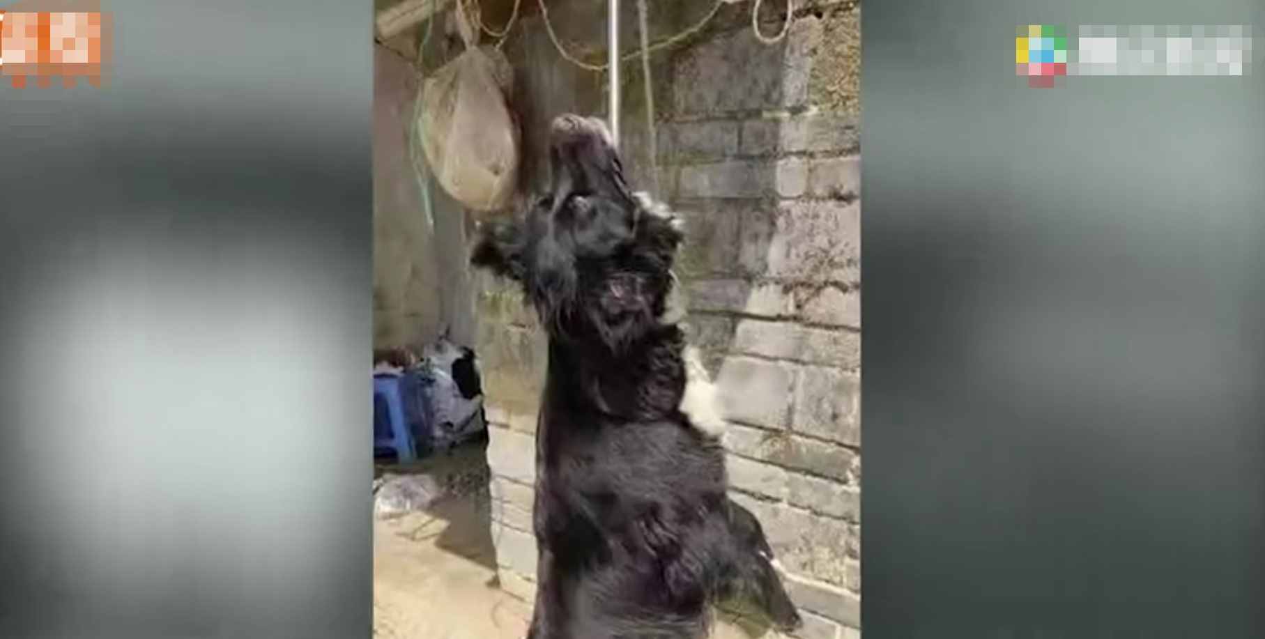 重慶8歲男童遭3只惡犬咬傷身亡！狗主人養(yǎng)犬喂生肉不栓繩，目前惡犬均被捕殺