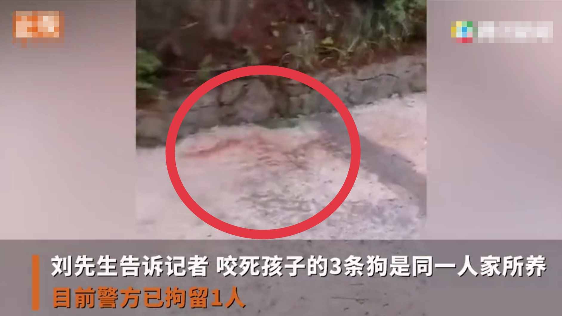 重慶8歲男童遭3只惡犬咬傷身亡！狗主人養(yǎng)犬喂生肉不栓繩，目前惡犬均被捕殺