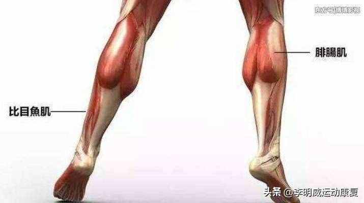 如何瘦小腿？原因和練習(xí)方案