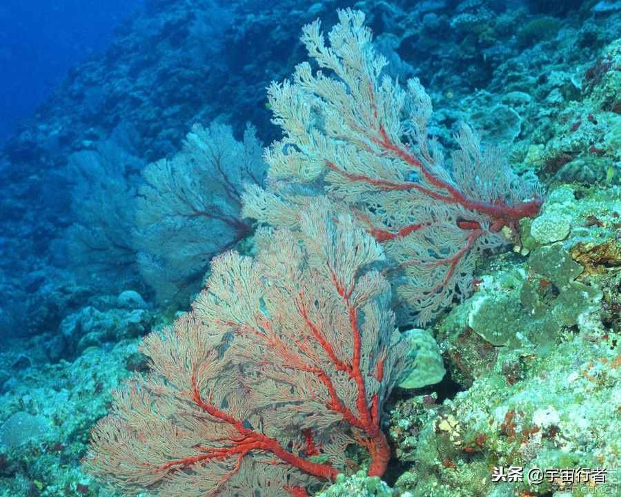 珊瑚到底是動(dòng)物還是植物？看完才知道錯(cuò)得多離譜
