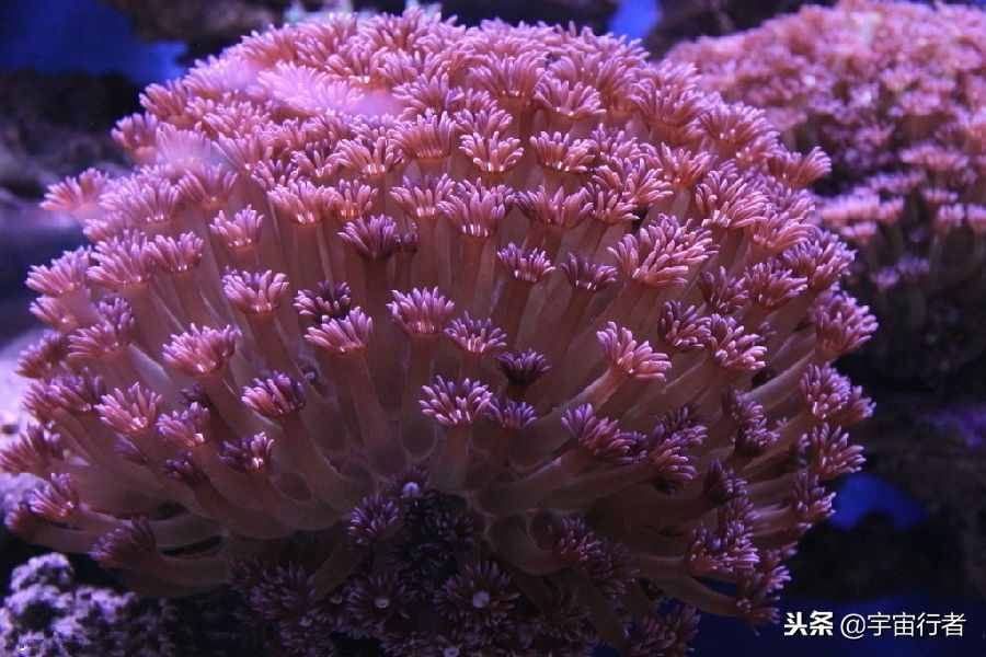 珊瑚到底是動(dòng)物還是植物？看完才知道錯(cuò)得多離譜