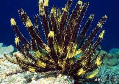 珊瑚到底是動(dòng)物還是植物？看完才知道錯(cuò)得多離譜