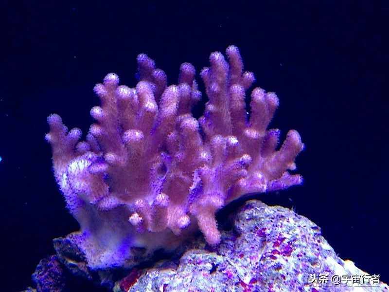 珊瑚到底是動(dòng)物還是植物？看完才知道錯(cuò)得多離譜