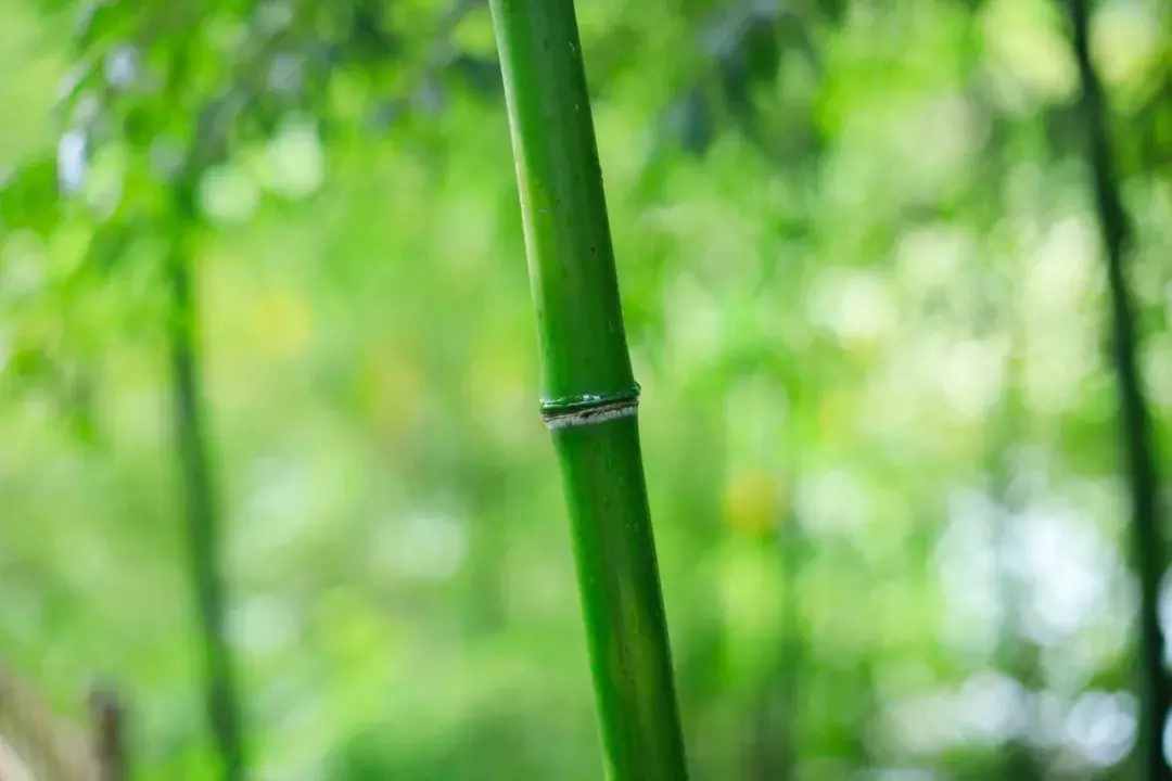 七幅疊字聯(lián)，滿滿的詩(shī)情畫(huà)意