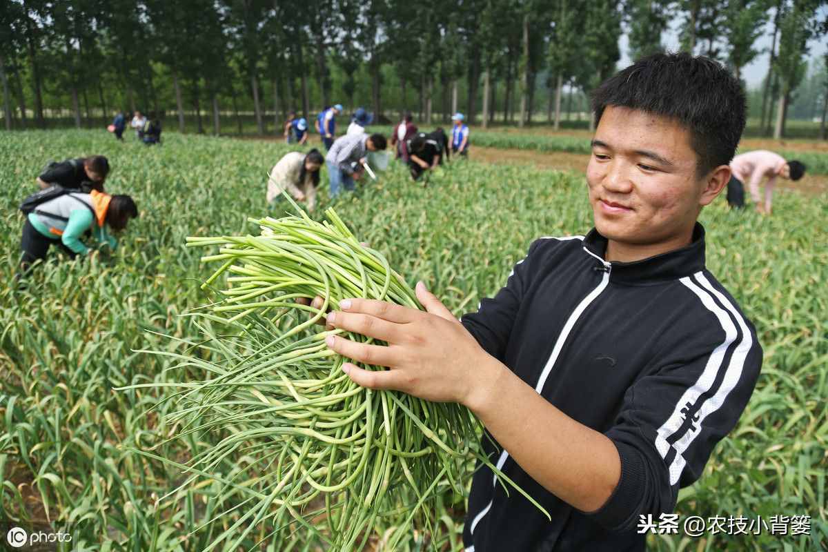 大蒜秋播正當(dāng)時(shí)，如何播種管理才能得高產(chǎn)？蒜農(nóng)應(yīng)當(dāng)注意這9點(diǎn)