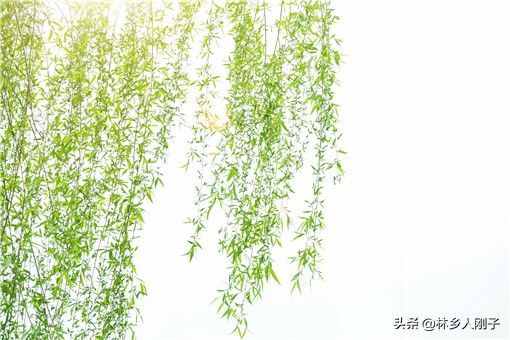 柳絮是柳樹(shù)的什么？什么時(shí)候飄落？過(guò)敏了怎么辦？