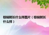 棕櫚樹(shù)長(zhǎng)什么樣圖片（棕櫚樹(shù)長(zhǎng)什么樣）
