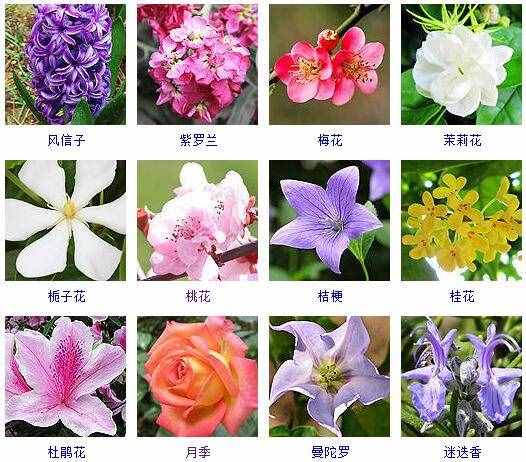 這里有500種花卉等你來認(rèn)領(lǐng)！很多人都收起來當(dāng)寶典啦！