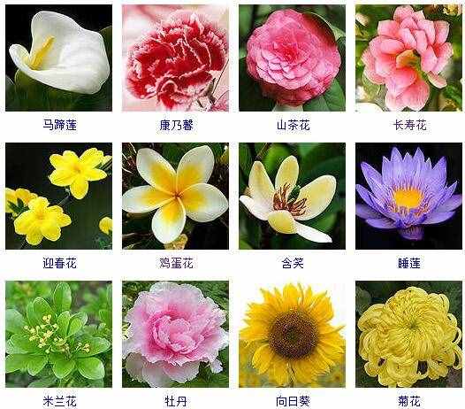 這里有500種花卉等你來認(rèn)領(lǐng)！很多人都收起來當(dāng)寶典啦！