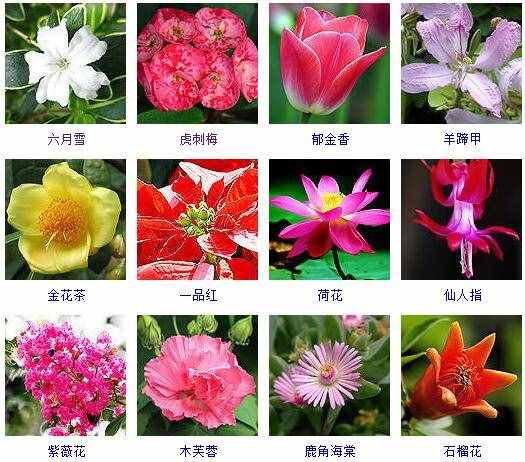 這里有500種花卉等你來認(rèn)領(lǐng)！很多人都收起來當(dāng)寶典啦！