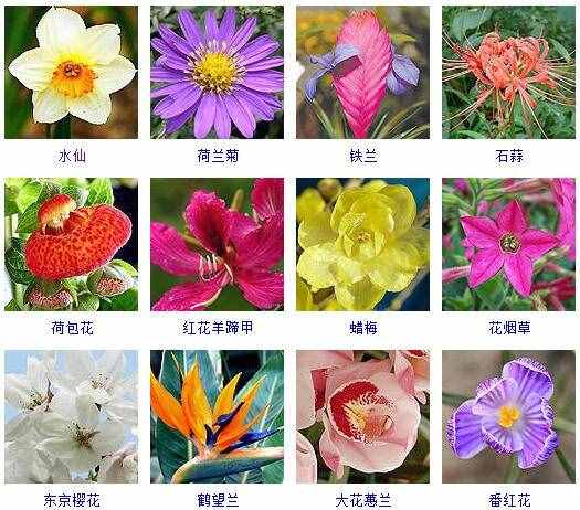這里有500種花卉等你來認(rèn)領(lǐng)！很多人都收起來當(dāng)寶典啦！