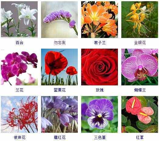 這里有500種花卉等你來認(rèn)領(lǐng)！很多人都收起來當(dāng)寶典啦！