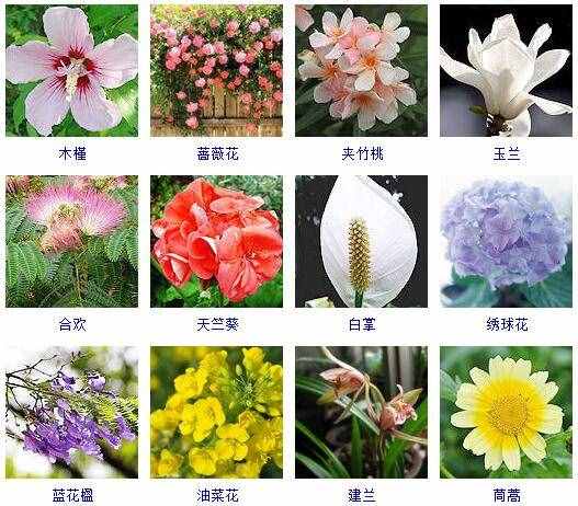 這里有500種花卉等你來認(rèn)領(lǐng)！很多人都收起來當(dāng)寶典啦！