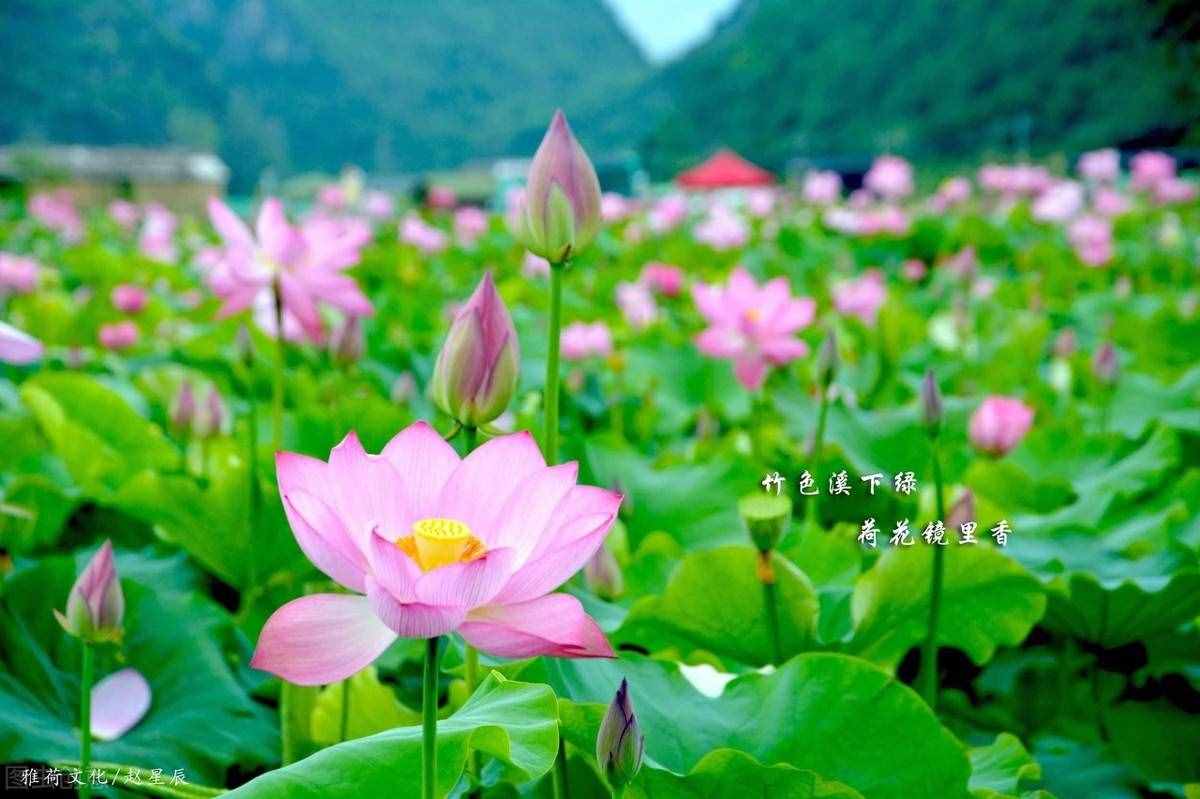出淤泥而不染，濯清漣而不妖