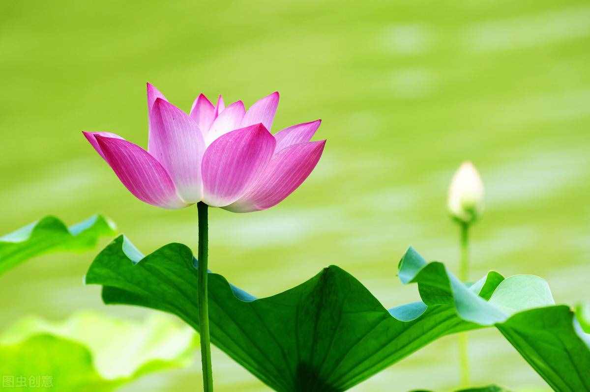 出淤泥而不染，濯清漣而不妖
