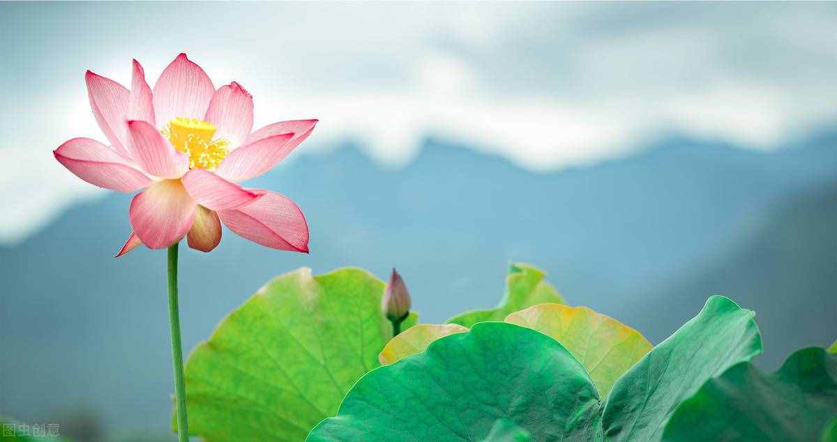 出淤泥而不染，濯清漣而不妖