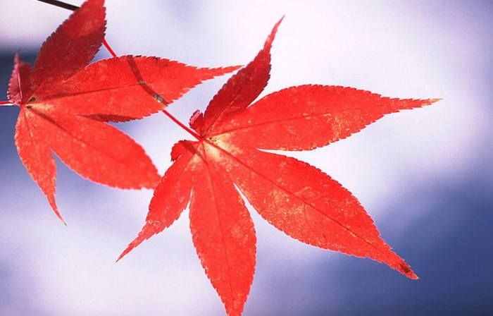 作文寫(xiě)得上氣不接下氣，資深語(yǔ)文教師：試試寫(xiě)過(guò)渡句