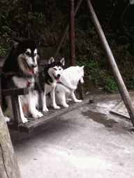 哈士奇、薩摩耶、阿拉斯加犬哪種狗狗容易養(yǎng)？一文幫你解答