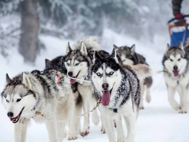 哈士奇、薩摩耶、阿拉斯加犬哪種狗狗容易養(yǎng)？一文幫你解答