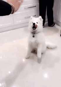 哈士奇、薩摩耶、阿拉斯加犬哪種狗狗容易養(yǎng)？一文幫你解答