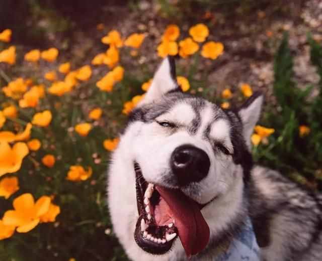 哈士奇、薩摩耶、阿拉斯加犬哪種狗狗容易養(yǎng)？一文幫你解答