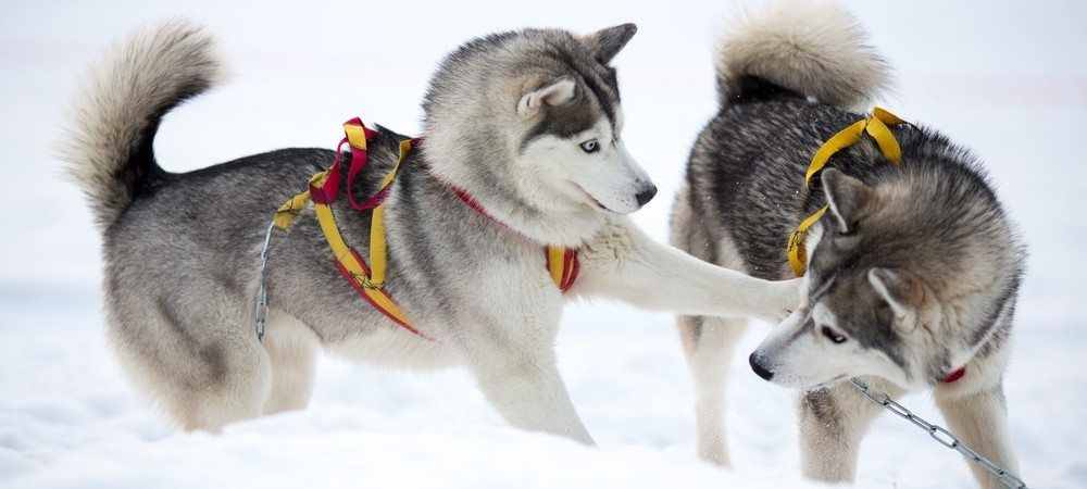哈士奇、薩摩耶、阿拉斯加犬哪種狗狗容易養(yǎng)？一文幫你解答