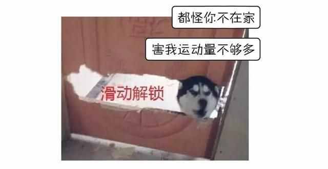 哈士奇、薩摩耶、阿拉斯加犬哪種狗狗容易養(yǎng)？一文幫你解答