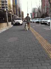哈士奇、薩摩耶、阿拉斯加犬哪種狗狗容易養(yǎng)？一文幫你解答