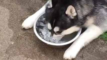 哈士奇、薩摩耶、阿拉斯加犬哪種狗狗容易養(yǎng)？一文幫你解答
