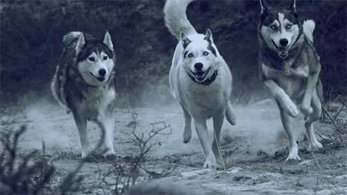 哈士奇、薩摩耶、阿拉斯加犬哪種狗狗容易養(yǎng)？一文幫你解答