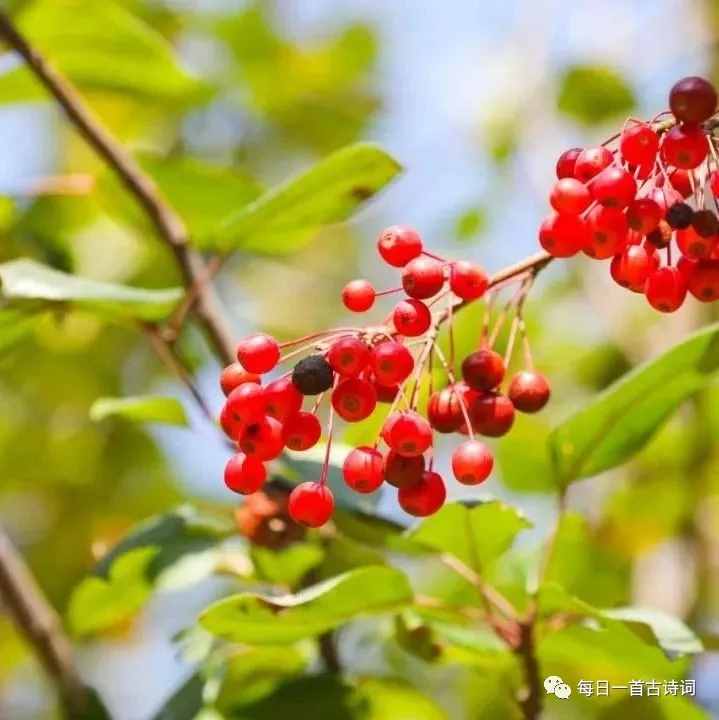 部編版七年級課后生字詞匯總，學(xué)習(xí)必備！